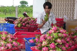 Xuất khẩu hơn 1.500 tấn thanh long qua Cửa khẩu quốc tế Lào Cai