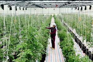 Bắc Kạn: 100 tỷ đồng hỗ trợ phát triển sản xuất nông, lâm nghiệp