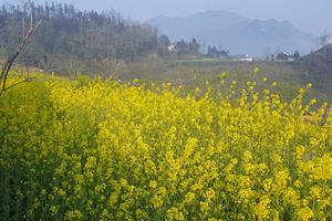 Check-in thảm hoa cải vàng đẹp ngất ngây tại Fansipan