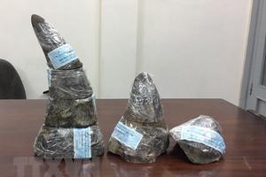 Mức án 13 tháng tù giam vụ buôn lậu sừng tê giác là chưa thích đáng