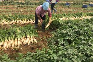 Giải cứu củ cải trắng: Chuyện mạn tính ngành nông nghiệp