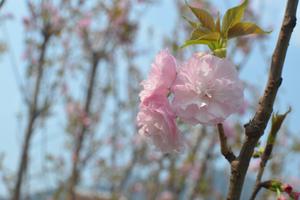 Đẹp ngỡ ngàng hoa Anh đào và Mai vàng trên non thiêng Yên Tử