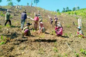 Quảng Nam: Còn tình trạng lấn chiếm đất lâm trường  