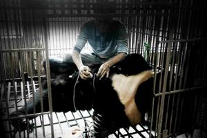 Ra mắt phim ngắn kêu gọi cộng đồng bỏ thói quen sử dụng mật gấu