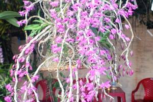 Chiêm ngưỡng 200 loại lan rừng khoe sắc