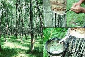  Điều chỉnh cơ cấu cổ phần Cty mẹ - Tập đoàn Công nghiệp Cao su Việt Nam