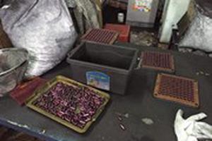 Bộ Y tế xác minh vụ thuốc chữa ung thư được làm bằng tro than