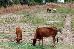 Nắng nóng lan rộng ở Bắc và Trung Bộ, Hà Nội lên đến 33 độ C