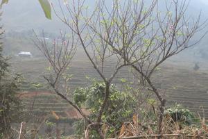 Từ đêm 5/4, không khí lạnh ảnh hưởng, Hà Nội xuống còn 15 độ C