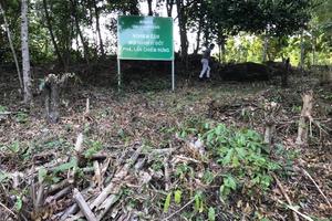 Ngừng cấp sổ đỏ đất có nguồn gốc là đất rừng phòng hộ