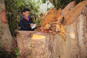 Đình chỉ công tác 6 cán bộ kiểm lâm