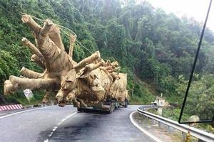 Làm rõ phản ánh xe chở cây "khủng" có dấu hiệu vi phạm pháp luật