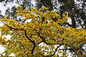 Náo nức “săn” ảnh  đẹp Mai vàng trên non thiêng Yên Tử