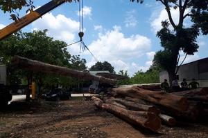  Hàng loạt cán bộ kiểm lâm nhận kỷ luật