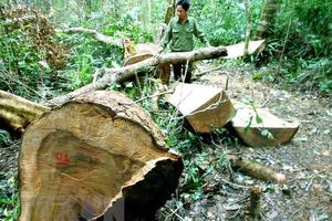 Vụ phá gần 20ha rừng ở Đắk Lắk: Bảo vệ rừng không hề hay biết