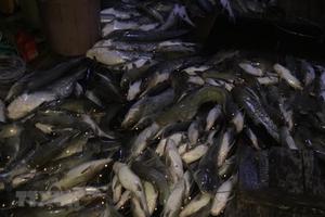 Xác định nguyên nhân dẫn đến cá chết hàng loạt trên sông La Ngà