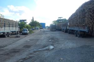 Sống gần nhà máy đường... khổ cực muôn đường