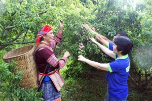 Nhiều hoạt động văn hóa đặc sắc