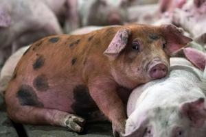 Phát hiện virus gây tiêu chảy ở lợn có nguy cơ lây sang người