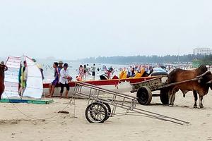 Bò “lạc ” ra  biển