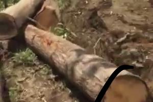    Nghi vấn tang vật "bị đóng thế" 