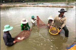 Giá tôm giảm sâu, doanh nghiệp chế biến hưởng lợi