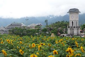 “Ai đẹp hơn hoa” tại Tuần lễ Hoa hướng dương Fansipan 2018