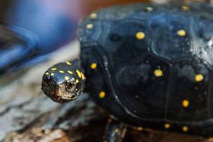 Tiếp viên hàng không buôn lậu hàng chục con rùa trị giá gần 1 tỷ đồng