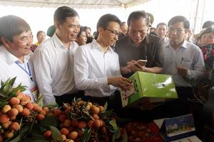 Phó Thủ tướng Vũ Đức Đam dự Lễ hội vải thiều Thanh Hà 2018