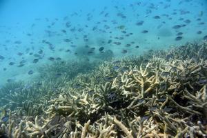 Các vùng duyên hải có nguy cơ đối mặt với bão, lũ chưa từng có