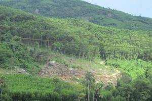 Hàng loạt sai phạm trong giao khoán, bảo vệ rừng