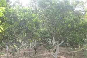 Kỳ I: Thu hồi đất, dự án có đúng?