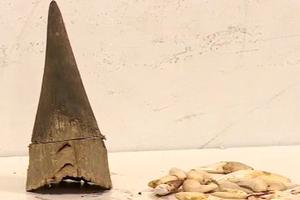 Kiểm tra an ninh phát hiện nghi sừng tê giác, nanh hổ trong hành lý tại sân bay