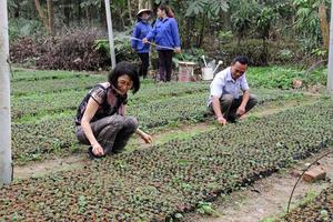 Nhiều vi phạm trong quản lý, sử dụng đất 