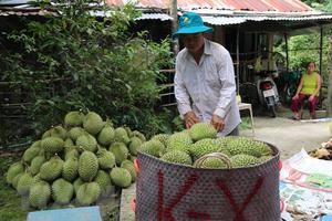 Đẩy mạnh xuất khẩu trái cây Việt Nam sang thị trường Trung Quốc