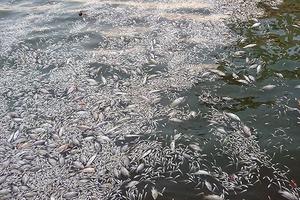 500 công nhân ứng trực vớt cá chết ở Hồ Tây