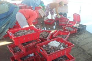 Nguồn lợi thủy sản cạn kiệt bởi nạn đánh bắt bằng giã cào