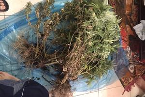 Triệt phá ổ trồng và chế biến cần sa trong căn hộ chung cư