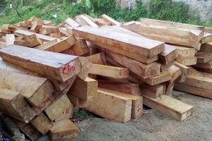 Đắk Nông: Thêm một vụ để mất hơn 4.600ha rừng