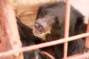 Cứu hộ 5 cá thể gấu ngựa sau 20 năm bị nuôi nhốt tại Mỹ Tho