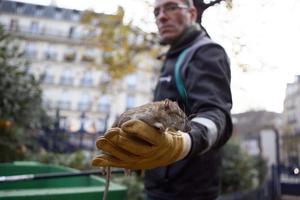 Paris khốn đốn vì chuột đông hơn người