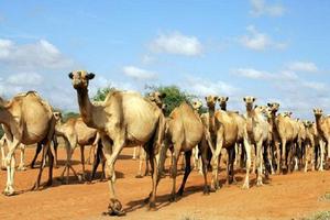 Cảnh sát Kenya biên chế lạc đà vào lực lượng trấn áp tội phạm