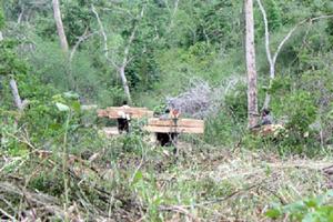 Khánh Hòa: Giao khoán trái quy định, làm nhà trái phép trong rừng phòng hộ