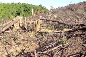 Bình Định: Thu hồi gần 1 tỷ đồng do sai phạm trong công tác bảo vệ rừng 