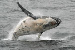 Brazil kiến nghị bảo vệ số lượng cá voi trên thế giới