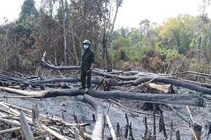 Vụ phá rừng ở Đắk Nông: Kỷ luật Chủ tịch công ty Quảng Sơn
