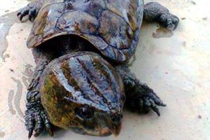 Lĩnh án 10 năm tù vì vận chuyển động vật hoang dã trái phép