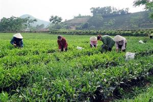 Tăng mức cho vay hộ nông dân khi không có tài sản bảo đảm