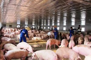 Ngăn chặn bệnh dịch tả lợn Châu Phi xâm nhiễm vào Việt Nam
