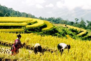 Lên Hà Giang ngắm ruộng bậc thang Hoàng Su Phì